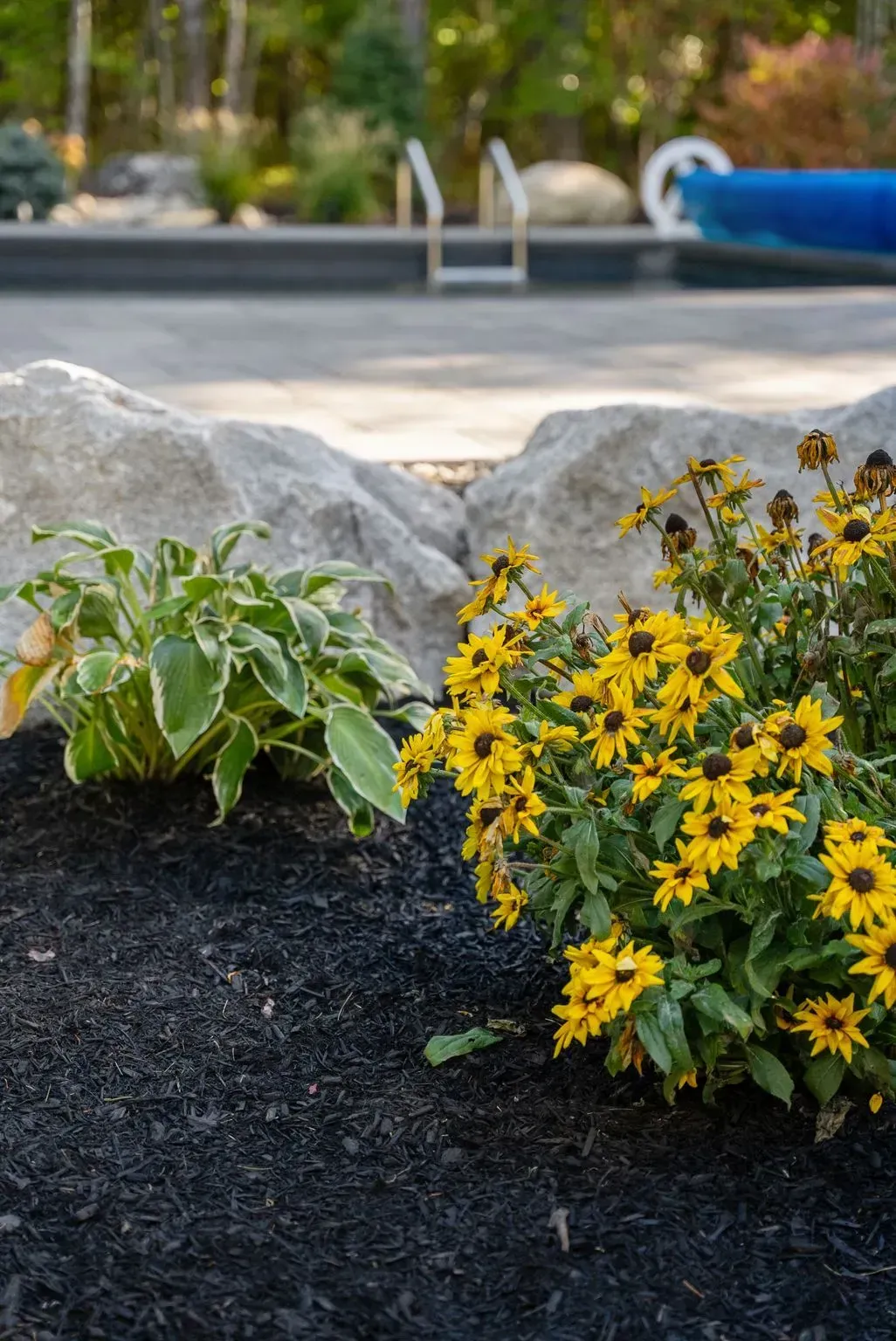 Black-eyed Susans and variegated hosta border a black mulch bed in front of large rocks, with a pool in the background.