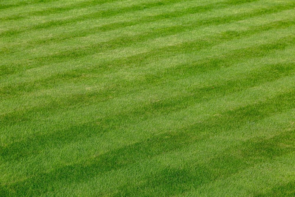 Green lawn with alternating light and dark stripes.