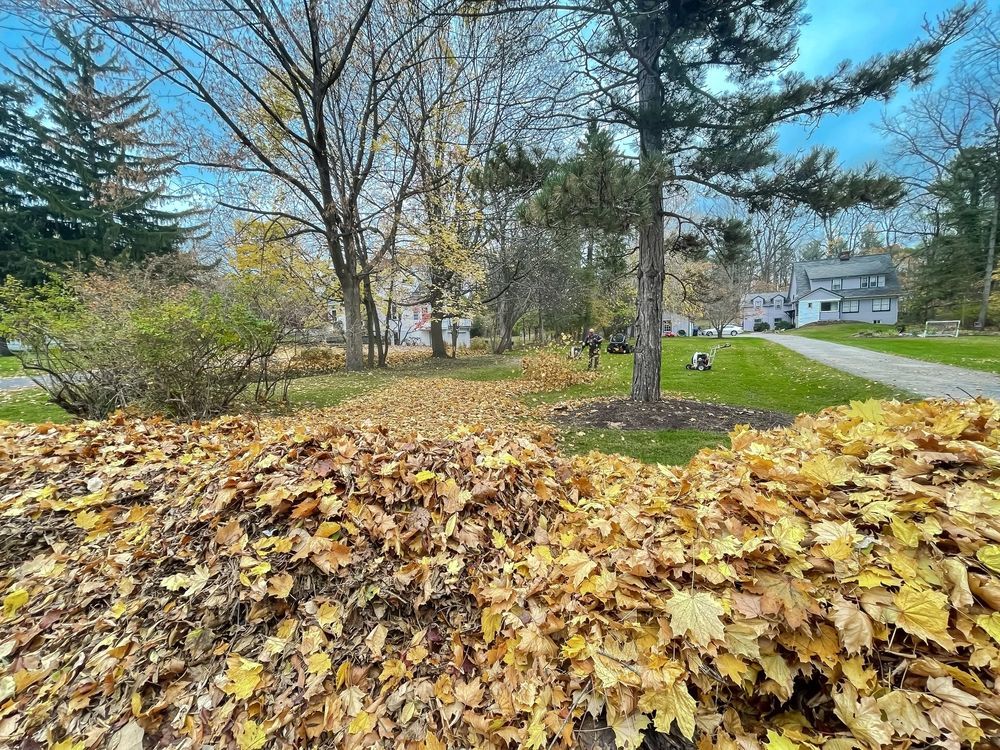 Pile of fallen yellow leaves in front of a green yard with trees and houses in the background.