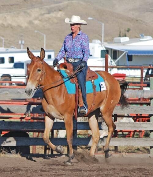 Doctor on Hearing — Man in Brown Horse in Bend, OR