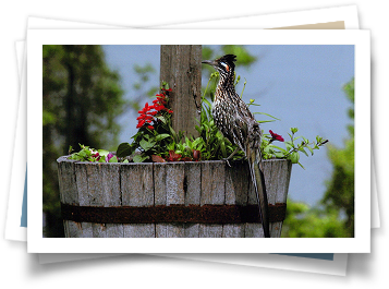 A bird perched on top of a wooden planter filled with flowers