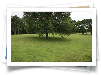 A picture of a lush green field with trees in the background