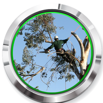 tree removal twin cities