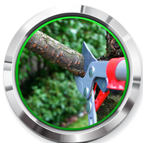 tree removal in st paul mn