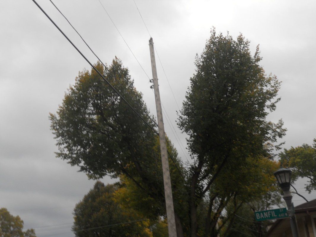 Emergency Tree Removal St Paul, Mn.