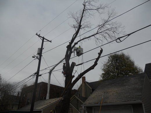 st paul trees picture