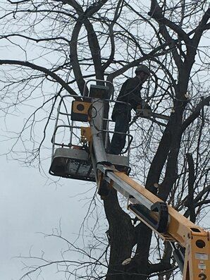 Emergency Tree removal In St Paul 