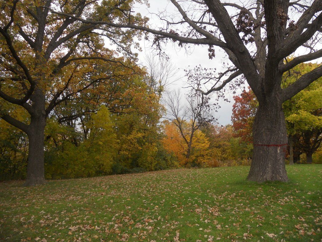 St Paul Tree Injections