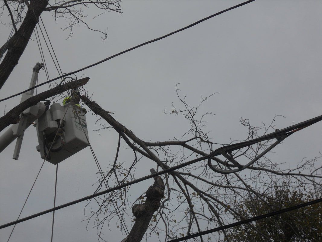 tree removal service in saint paul mn