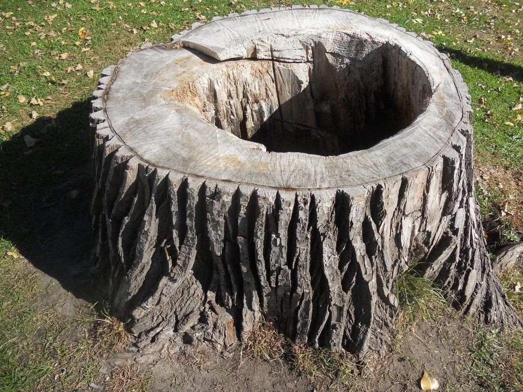 st paul tree stump removal picture