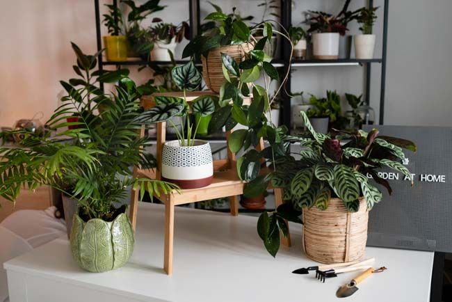 How to Choose Indoor Plants for Apartments in Hartford, CT