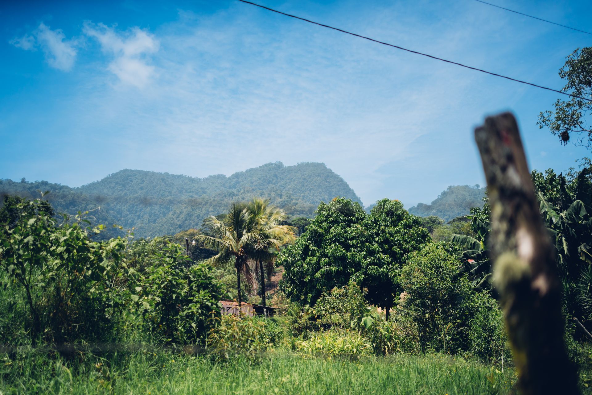Honduran landscape with greenery in the foreground and mountains in the background.