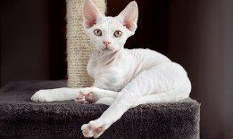 White Cat - Pet Grooming