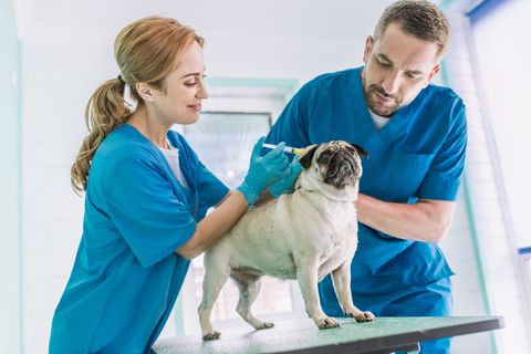 Cat and Dog - Pet Vaccinations