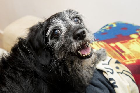 Cat and Dog - Pet Vaccinations