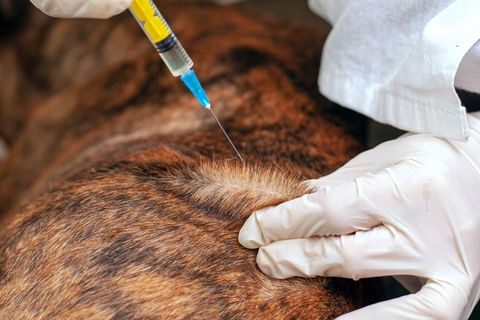Cat and Dog - Pet Vaccinations