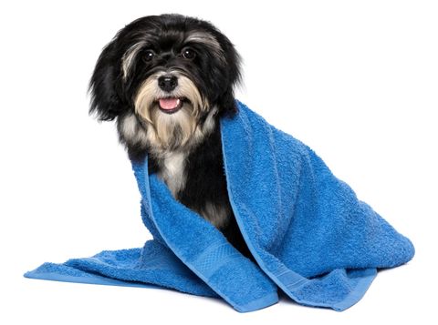 Puppy - Flea Control Puppy - Flea Control