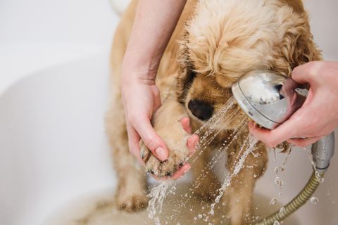 Puppy - Flea Control Puppy - Flea Control