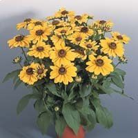 Rudbeckia