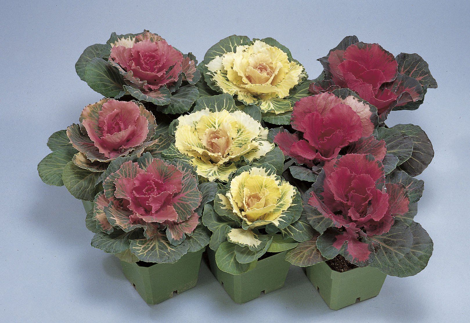 Brassica Ornamentale