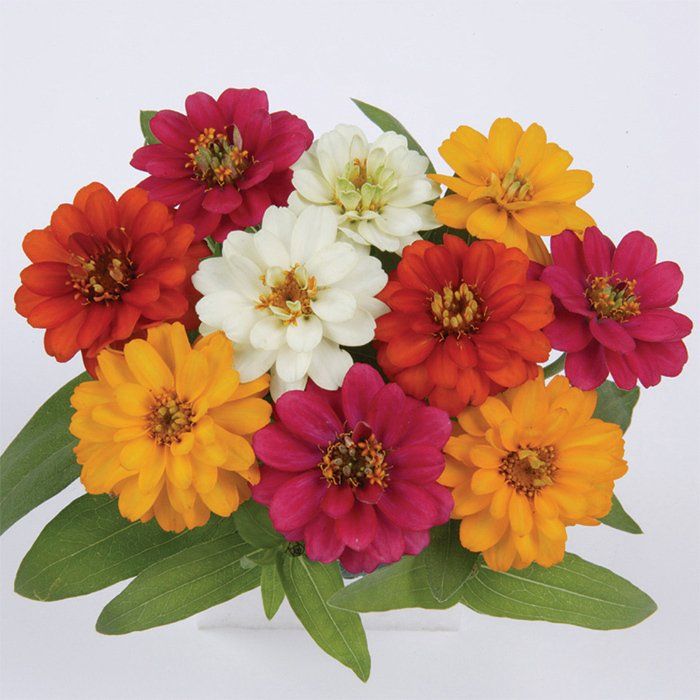Zinnia Profusion