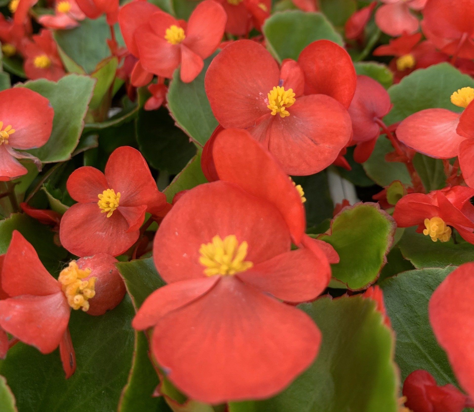 Begonia