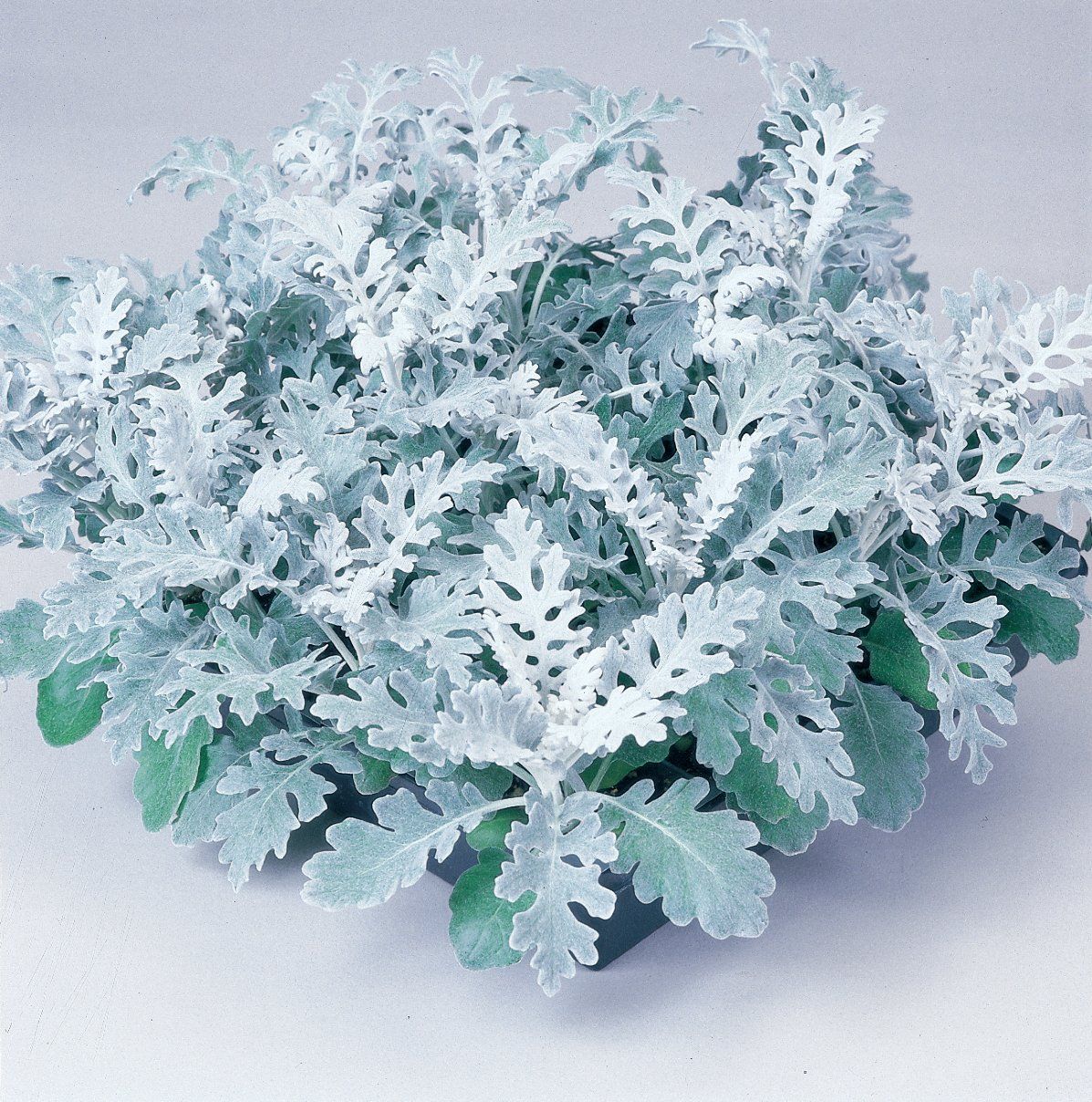 Cineraria Marittima
