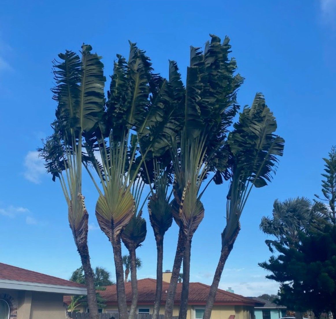 A bunch of palm trees in front of a house