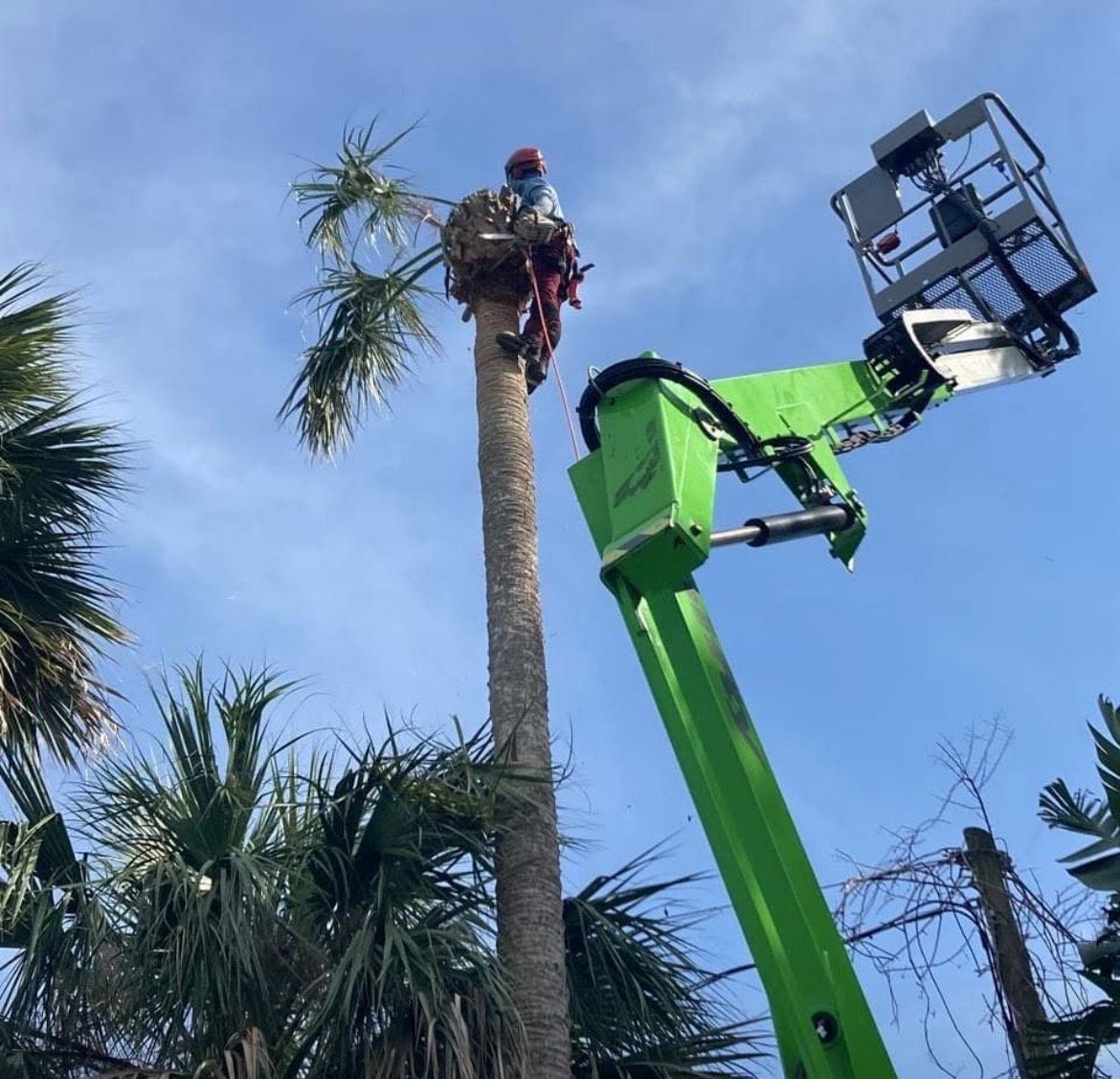 A man is climbing a palm tree with a green crane.
