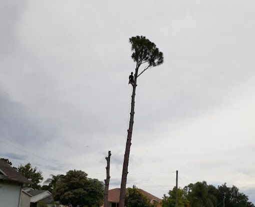 A man is climbing a tree in a residential area.