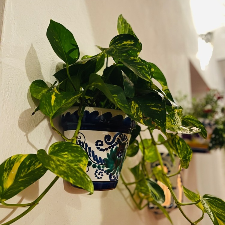 A potted plant is hanging on a white wall