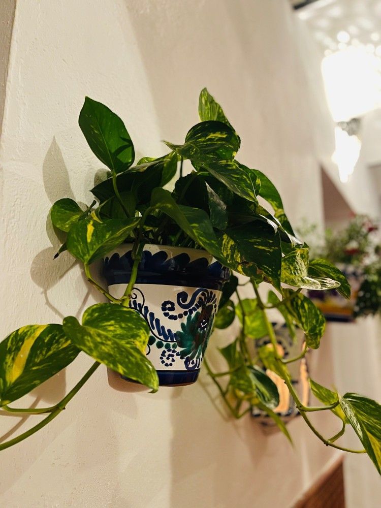 A potted plant is hanging on a wall.