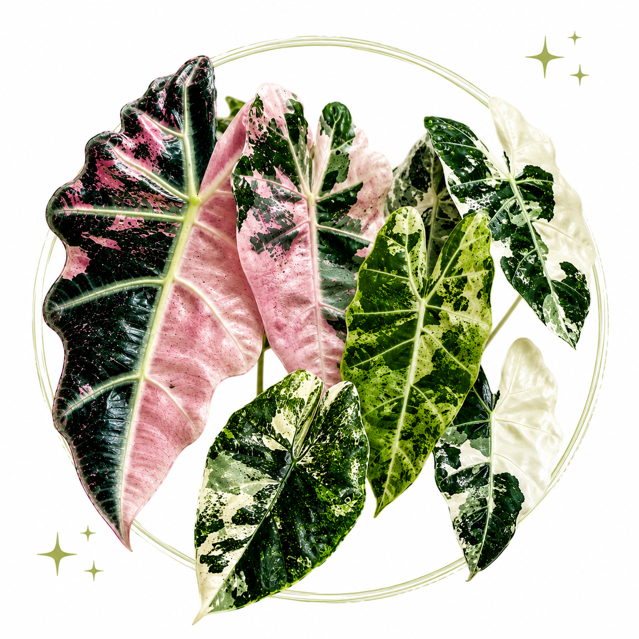 Alocasia