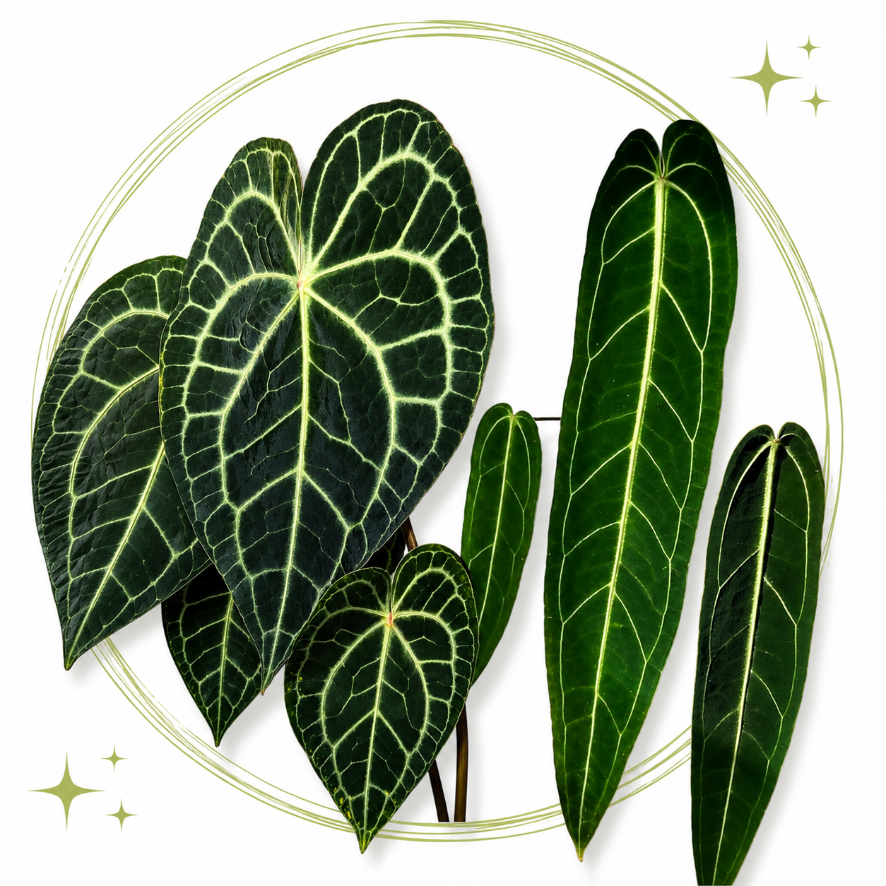 Anthurium