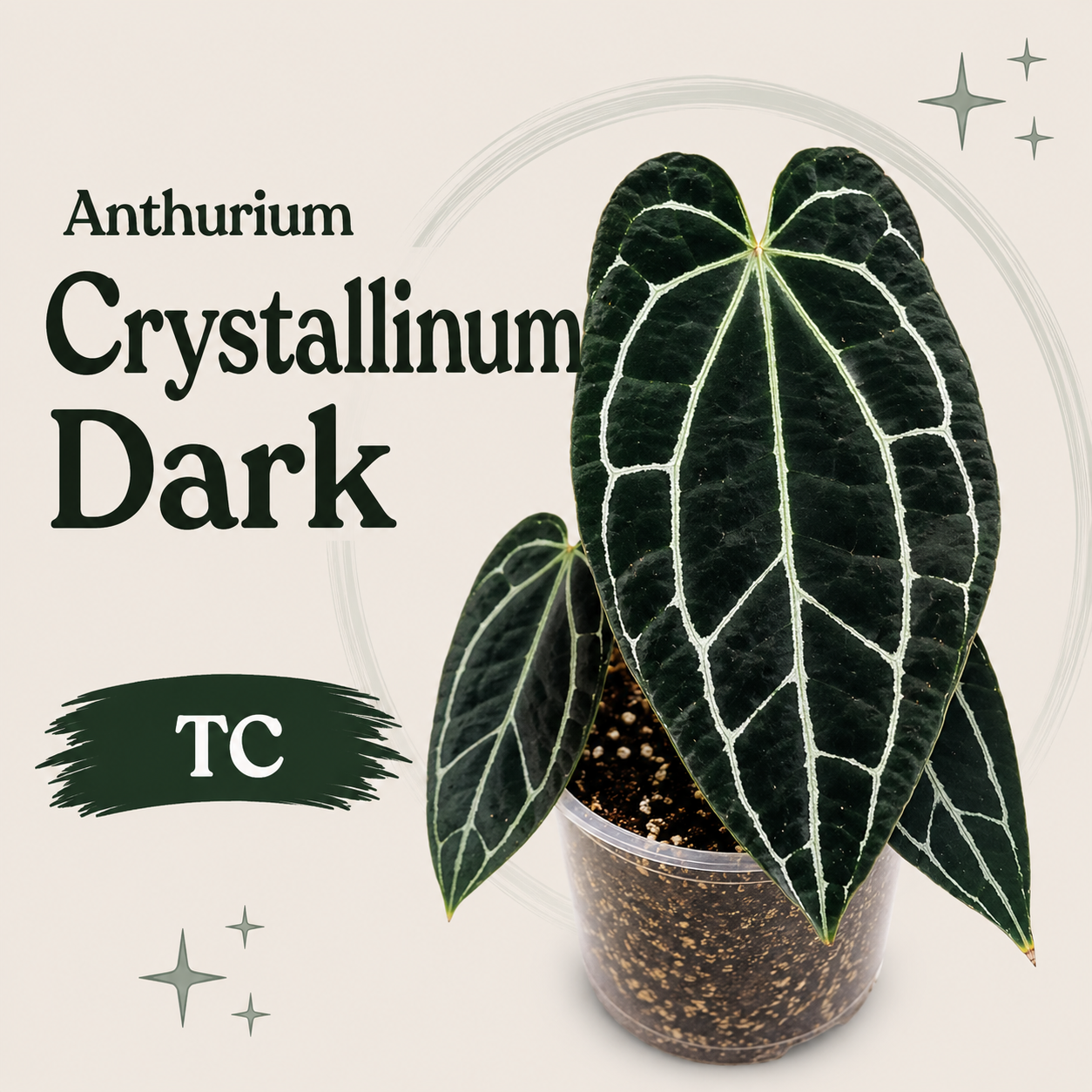 Anthirium Crystallinum Dark