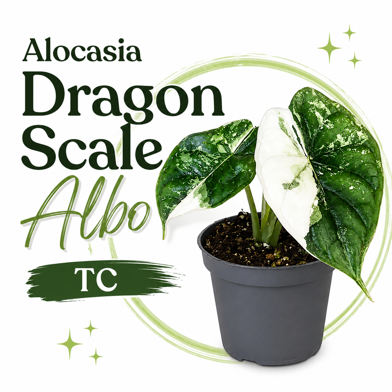 Alocasia Dragon Scale Albo