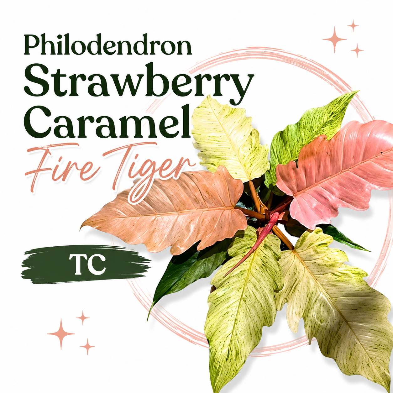 Philodendron Strawberry Caramel Fire Tiger