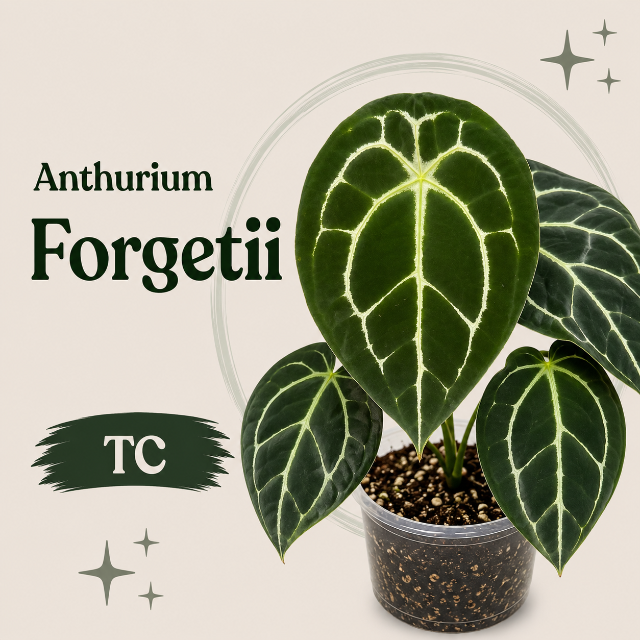 Anthurium Forgetii