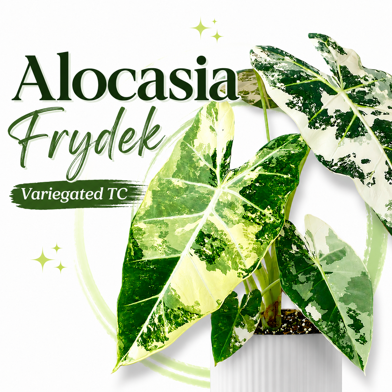 Alocasia Frydek Variegated