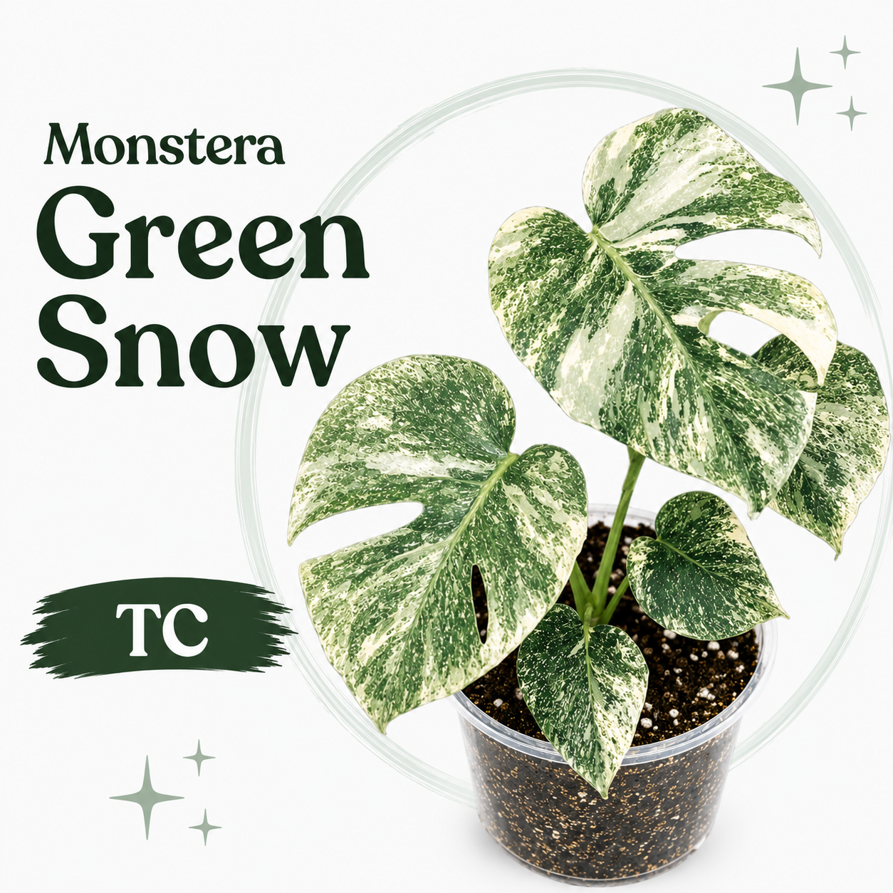 Monstera Green Snow