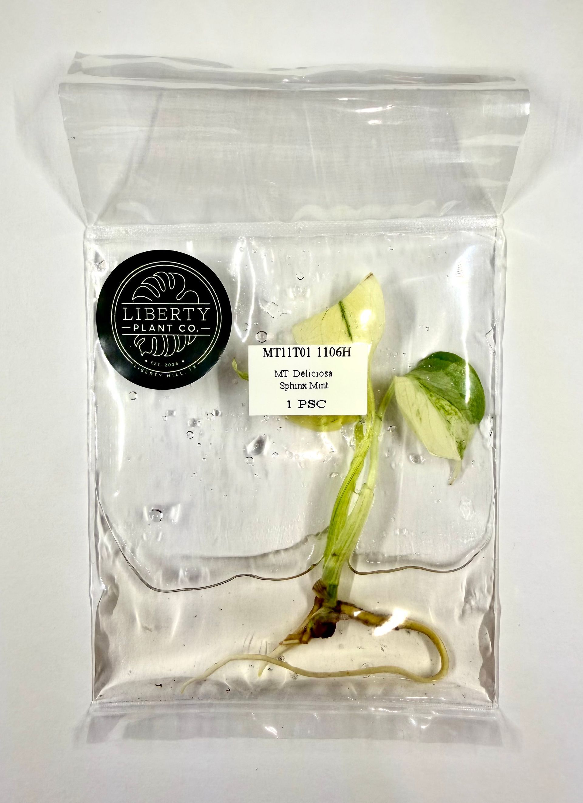 Monstera Deliciosa Sphinx Mint