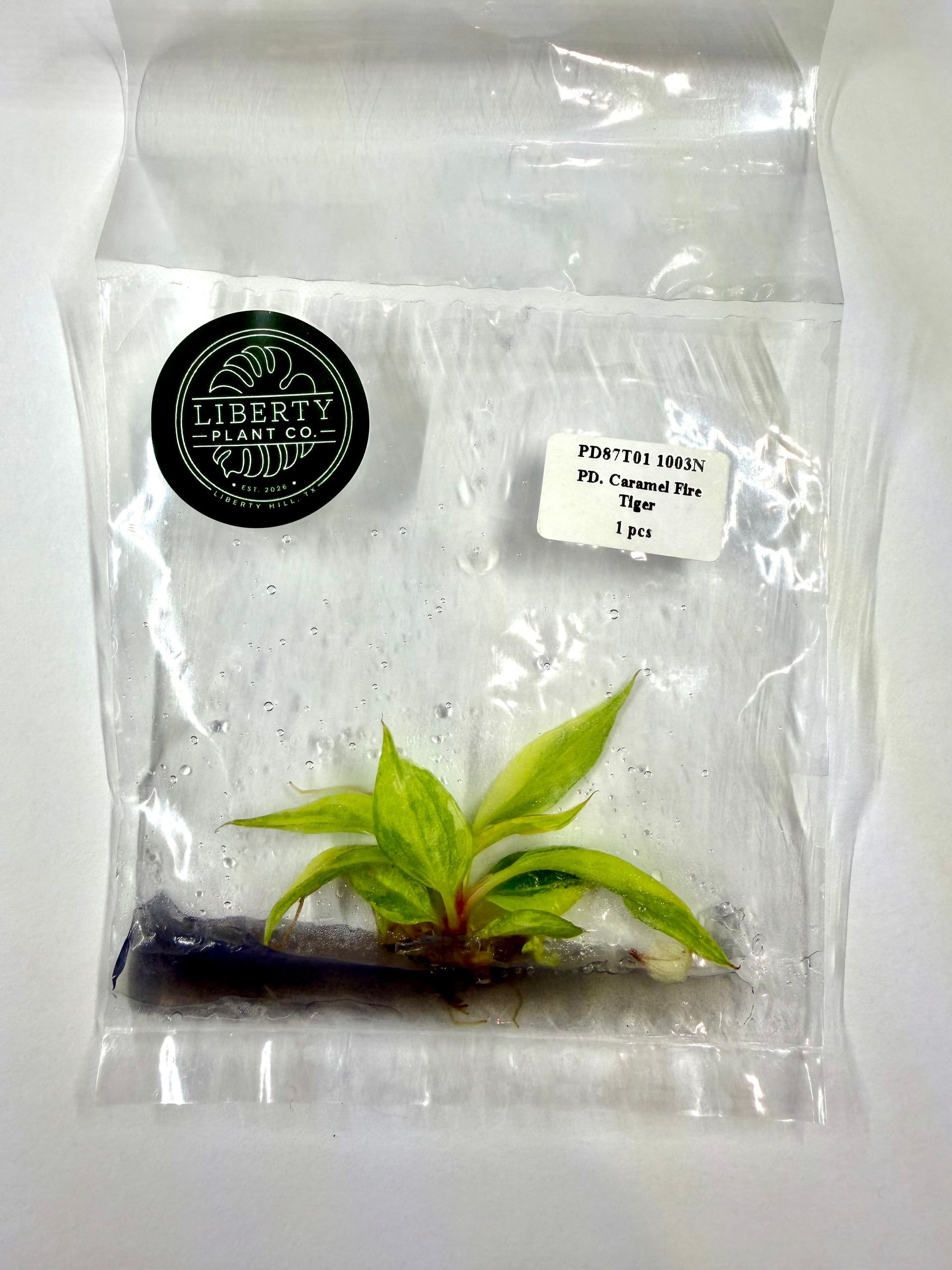 Philodendron Strawberry Caramel Fire Tiger