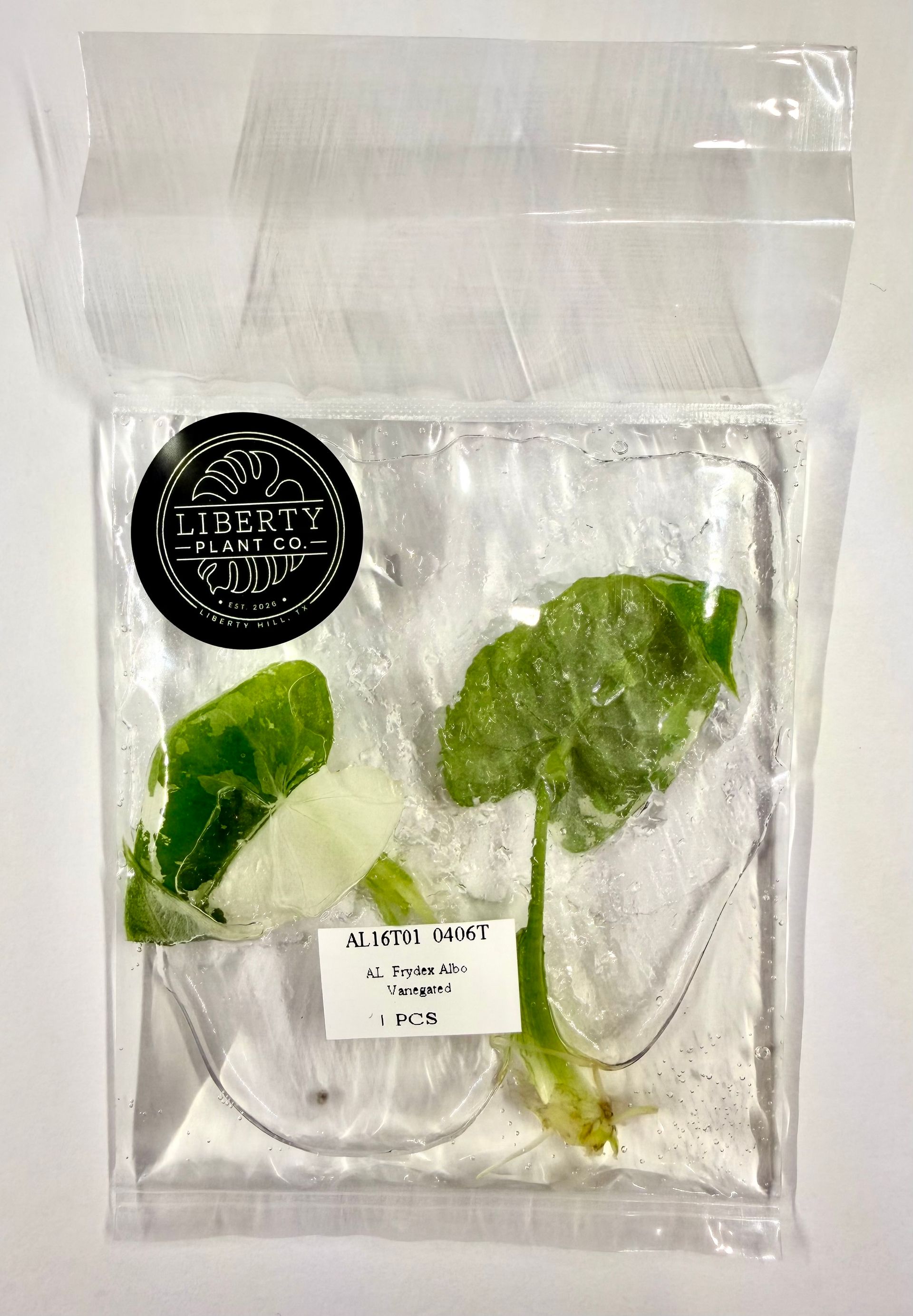 Alocasia Frydek Variegated