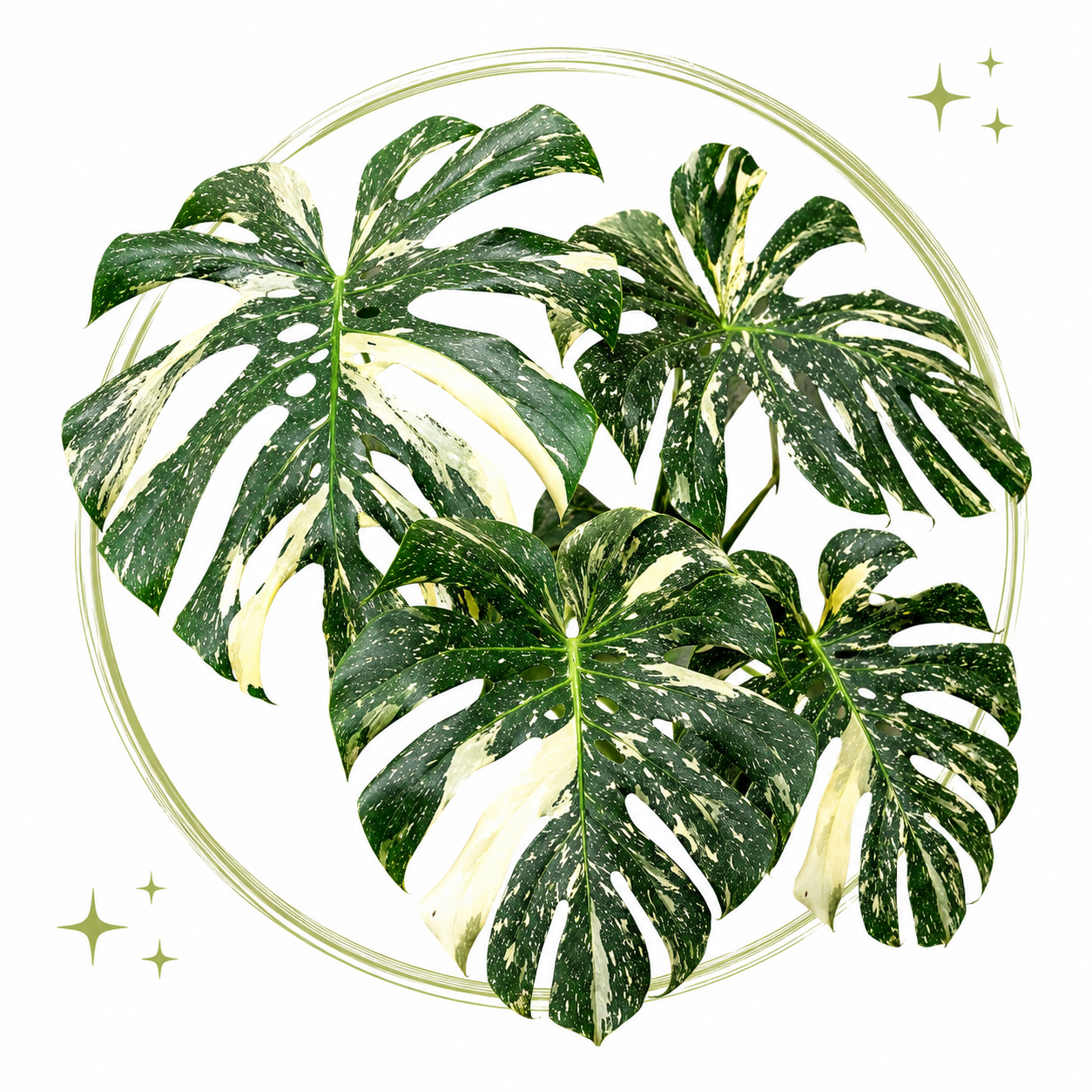 Monstera
