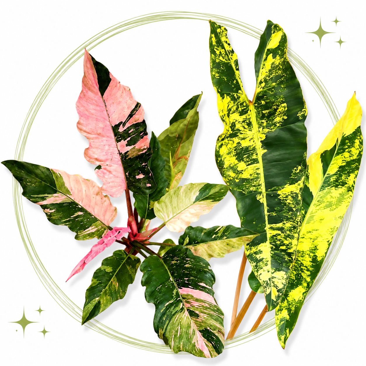 Philodendron