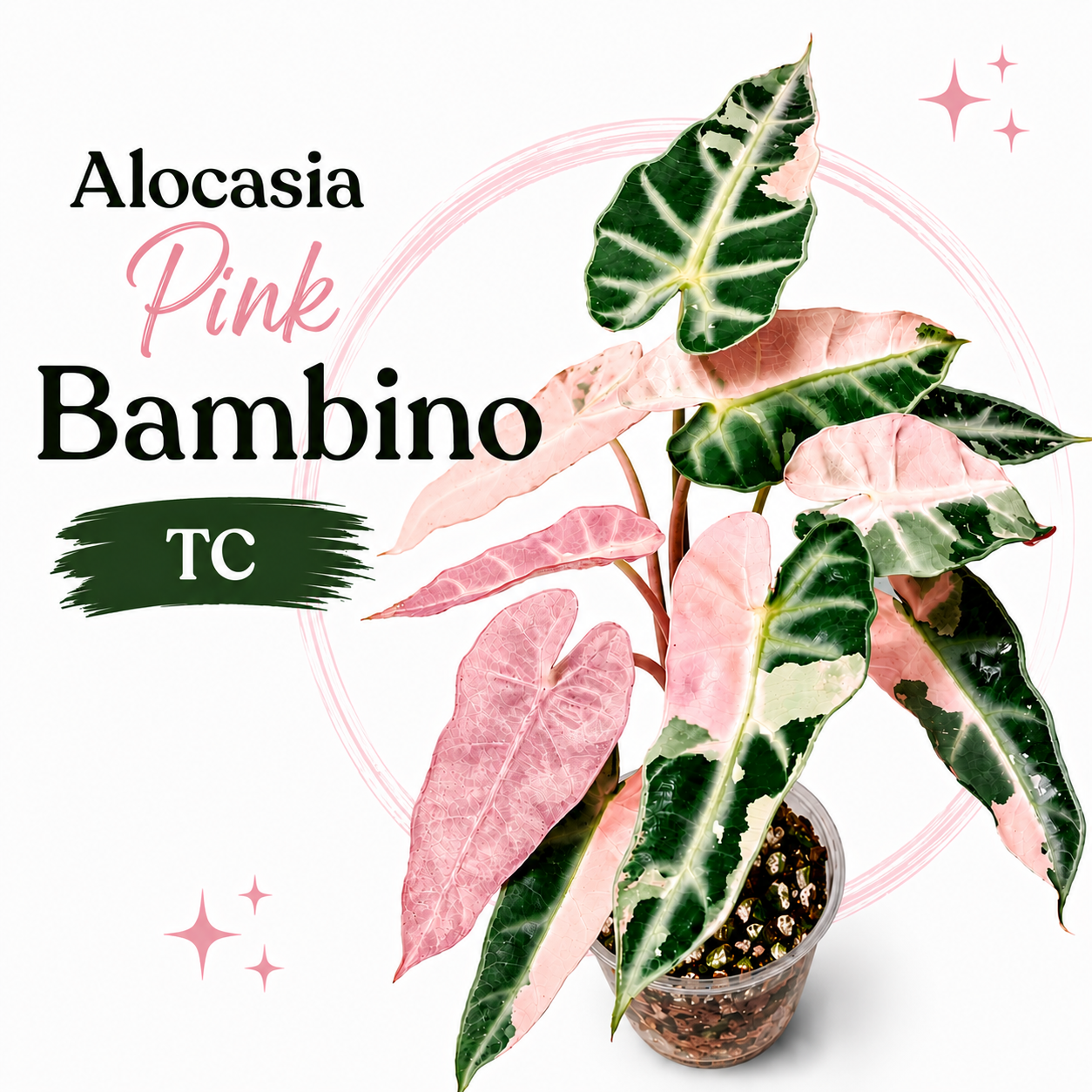 Alocasia Pink Bambino