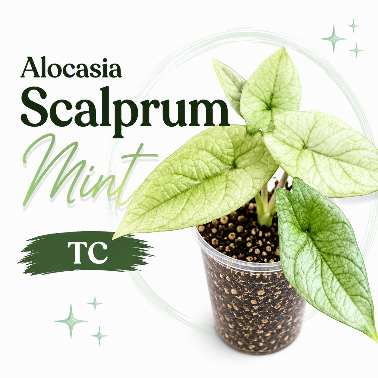 Alocasia Scalprum Mint