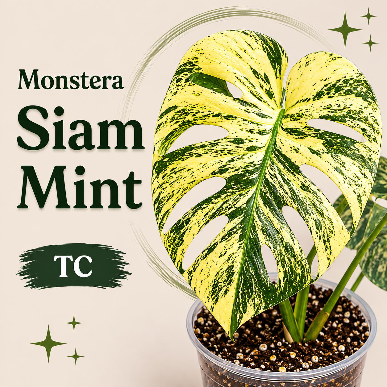 Monstera Siam Mint