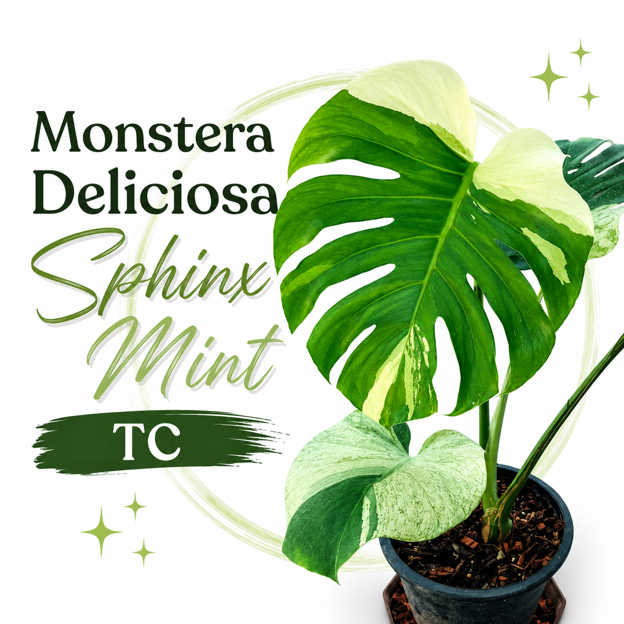 Monstera Deliciosa Sphinx Mint