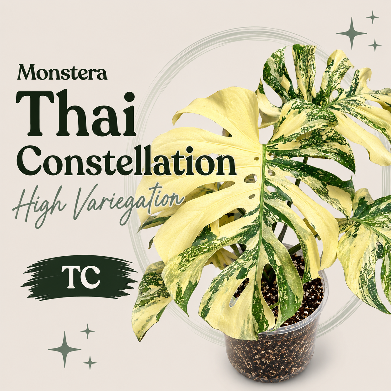Monstera Thai Constellation High Variegation